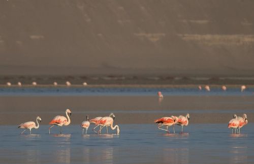 Chilean Flamingo,             Phoenicopterus chilensis. Albuferas de Paraso, Lima, Per.             Photo:Alejandro Tello